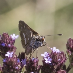 Taractrocera papyria at Latham, ACT - 15 Feb 2019 01:48 PM