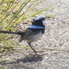 Malurus cyaneus (Superb Fairywren) at Latham, ACT - 15 Feb 2019 by Alison Milton