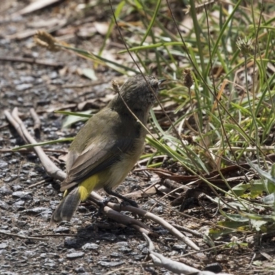 Acanthiza chrysorrhoa (Yellow-rumped Thornbill) at Latham, ACT - 15 Feb 2019 by AlisonMilton
