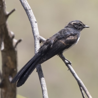 Rhipidura leucophrys (Willie Wagtail) at Umbagong District Park - 15 Feb 2019 by Alison Milton