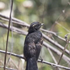 Rhipidura leucophrys at Latham, ACT - 15 Feb 2019