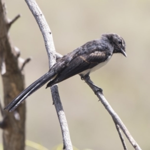 Rhipidura leucophrys at Latham, ACT - 15 Feb 2019