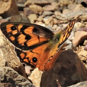 Heteronympha penelope at Cotter River, ACT - 15 Feb 2019