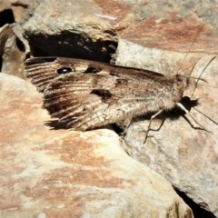 Geitoneura klugii (Marbled Xenica) at Cotter River, ACT - 15 Feb 2019 by JohnBundock