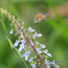 Amegilla sp. (genus) (Blue Banded Bee) at Yatte Yattah, NSW - 7 Feb 2019 by Charles Dove