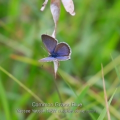 Zizina otis (Common Grass-Blue) at Yatte Yattah, NSW - 8 Feb 2019 by CharlesDove