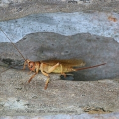 Gryllacrididae (family) (Wood, Raspy or Leaf Rolling Cricket) at Yatte Yattah, NSW - 8 Feb 2019 by CharlesDove