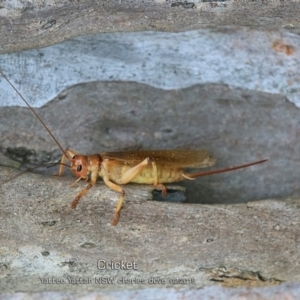 Gryllacrididae (family) at Yatte Yattah, NSW - 8 Feb 2019