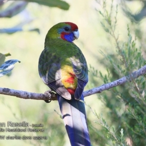 Platycercus elegans at Ulladulla, NSW - 9 Feb 2019