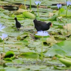 Gallinula tenebrosa (Dusky Moorhen) at Burrill Lake, NSW - 10 Feb 2019 by CharlesDove