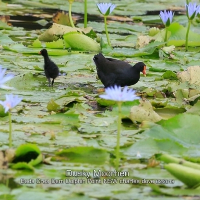 Gallinula tenebrosa (Dusky Moorhen) at Wairo Beach and Dolphin Point - 9 Feb 2019 by CharlesDove