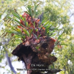 Platycerium bifurcatum (Elkhorn) at Yatte Yattah, NSW - 8 Feb 2019 by CharlesDove
