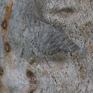 Crypsiphona ocultaria at Yatte Yattah, NSW - 8 Feb 2019 12:00 AM