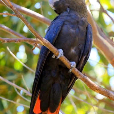 Calyptorhynchus lathami lathami (Glossy Black-Cockatoo) at South Pacific Heathland Reserve - 8 Feb 2019 by Charles Dove