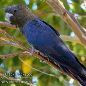 Calyptorhynchus lathami lathami at Ulladulla, NSW - 9 Feb 2019