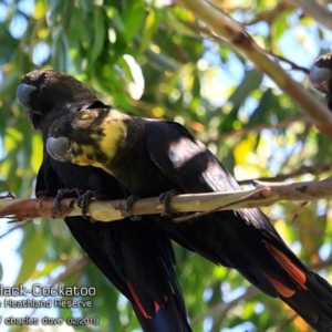 Calyptorhynchus lathami lathami at Ulladulla, NSW - 9 Feb 2019