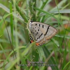 Jalmenus evagoras (Imperial Hairstreak) at Yatteyattah Nature Reserve - 7 Feb 2019 by Charles Dove