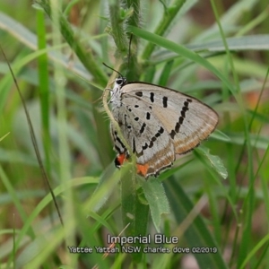 Jalmenus evagoras at Yatte Yattah, NSW - 8 Feb 2019