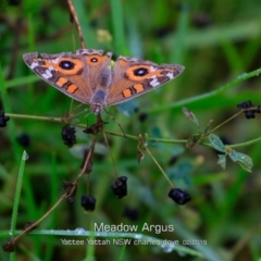 Junonia villida (Meadow Argus) at Yatte Yattah, NSW - 8 Feb 2019 by CharlesDove