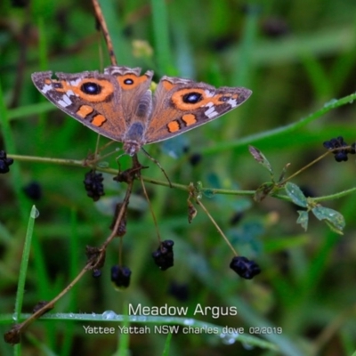 Junonia villida (Meadow Argus) at Yatte Yattah, NSW - 8 Feb 2019 by CharlesDove