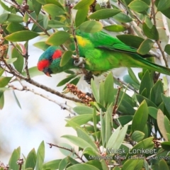 Glossopsitta concinna (Musk Lorikeet) at Mollymook, NSW - 9 Feb 2019 by Charles Dove