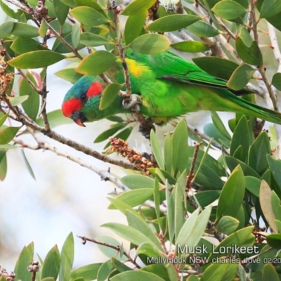 Glossopsitta concinna (Musk Lorikeet) at Mollymook, NSW - 9 Feb 2019 by Charles Dove