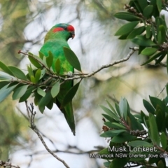 Glossopsitta concinna at Mollymook, NSW - 10 Feb 2019 12:00 AM