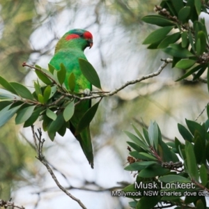 Glossopsitta concinna at Mollymook, NSW - 10 Feb 2019