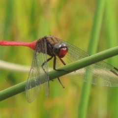 Orthetrum villosovittatum (Fiery Skimmer) at Rob Roy Range - 16 Feb 2019 by michaelb