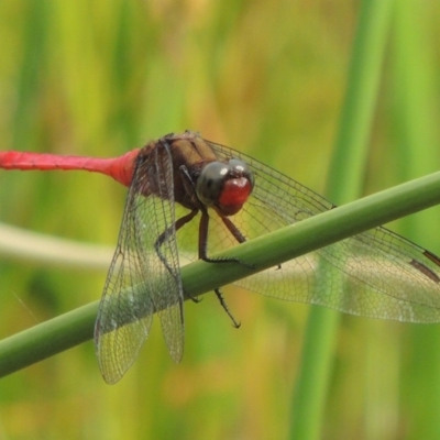 Orthetrum villosovittatum (Fiery Skimmer) at Rob Roy Range - 16 Feb 2019 by michaelb