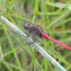 Orthetrum villosovittatum at Banks, ACT - 16 Feb 2019 05:11 PM