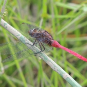 Orthetrum villosovittatum at Banks, ACT - 16 Feb 2019 05:11 PM