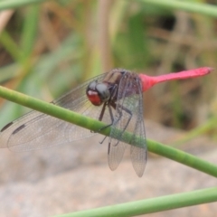 Orthetrum villosovittatum at Banks, ACT - 16 Feb 2019