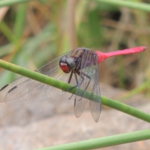 Orthetrum villosovittatum at Banks, ACT - 16 Feb 2019 05:11 PM