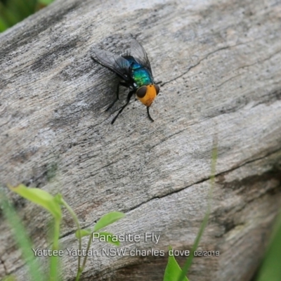 Amenia sp. (genus) (Yellow-headed Blowfly) at Yatte Yattah, NSW - 8 Feb 2019 by CharlesDove