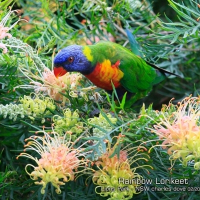 Trichoglossus moluccanus (Rainbow Lorikeet) at Wairo Beach and Dolphin Point - 8 Feb 2019 by Charles Dove