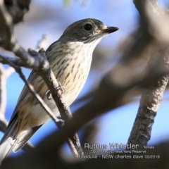 Pachycephala rufiventris (Rufous Whistler) at South Pacific Heathland Reserve - 8 Feb 2019 by CharlesDove