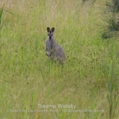 Notamacropus rufogriseus (Red-necked Wallaby) at Wairo Beach and Dolphin Point - 9 Feb 2019 by Charles Dove