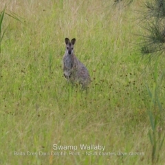 Notamacropus rufogriseus (Red-necked Wallaby) at Wairo Beach and Dolphin Point - 10 Feb 2019 by CharlesDove