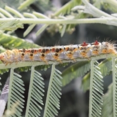 Acyphas semiochrea (Omnivorous Tussock Moth) at Latham, ACT - 15 Feb 2019 by AlisonMilton