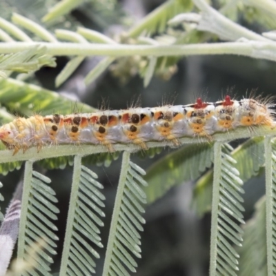 Acyphas semiochrea (Omnivorous Tussock Moth) at Latham, ACT - 15 Feb 2019 by Alison Milton