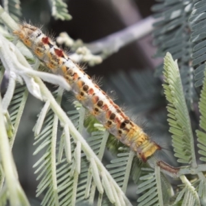 Acyphas semiochrea at Latham, ACT - 15 Feb 2019