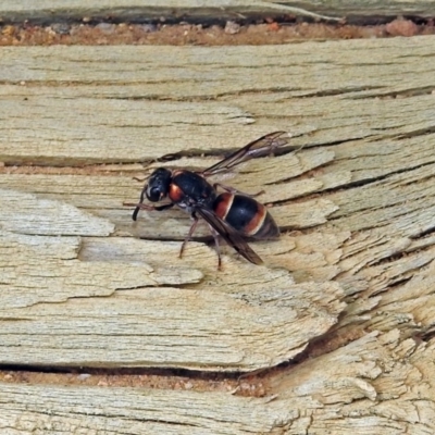 Eumeninae (subfamily) (Unidentified Potter wasp) at Jerrabomberra Wetlands - 16 Feb 2019 by RodDeb