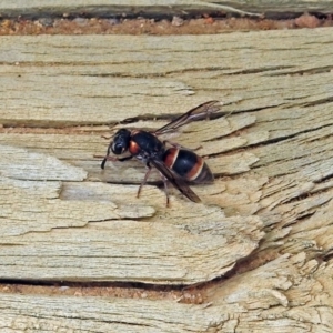 Eumeninae (subfamily) at Fyshwick, ACT - 16 Feb 2019