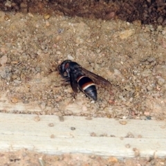 Eumeninae (subfamily) at Fyshwick, ACT - 16 Feb 2019