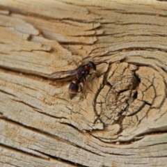 Eumeninae (subfamily) at Fyshwick, ACT - 16 Feb 2019