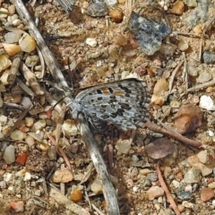 Lucia limbaria (Chequered Copper) at Fyshwick, ACT - 16 Feb 2019 by RodDeb