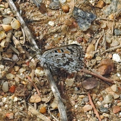 Lucia limbaria (Chequered Copper) at Fyshwick, ACT - 16 Feb 2019 by RodDeb