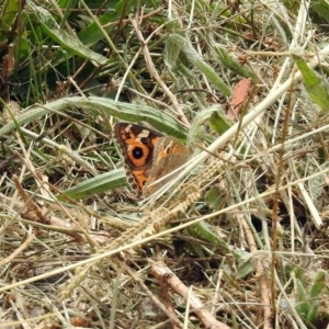 Junonia villida at Fyshwick, ACT - 16 Feb 2019