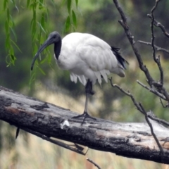 Threskiornis molucca (Australian White Ibis) at Jerrabomberra Wetlands - 16 Feb 2019 by RodDeb